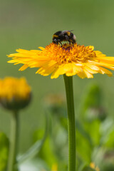 bumblebee collects honey and nectar from flower