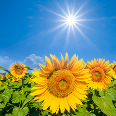 sunflower field under a sparkle sun, agricultural farm background