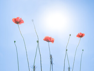 Fototapeta premium closeup red poppy flowers on blue sunny sky background