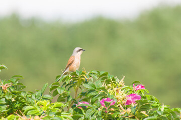bird sitting on a tree branch