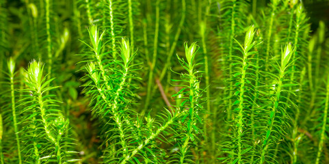 closeup green moss growth in forest