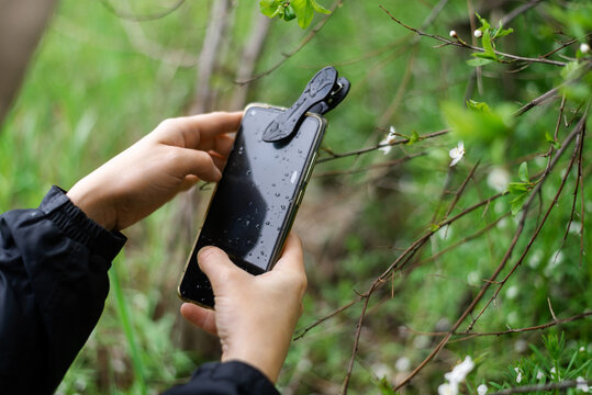 Phone lenses for macro photography. A woman holds a mobile phone with a macro attachment in her hands and takes pictures of plants.