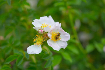 closeup wild rose flowers on bush branch