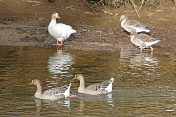 Geese on the River Teign