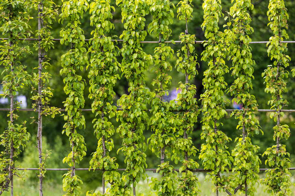 Aufkleber decorations in the garden. decorative grid with apple leaves on it