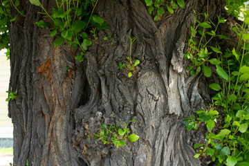 Background, texture of the tree trunk bark and foliage on it.