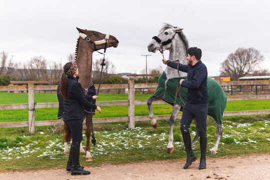 Couple rearing up horses near fence on footpath