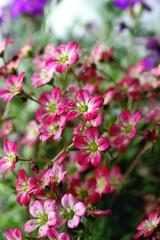 pink flowers in the garden
