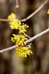 branch of a tree with yellow flowers with blurred background