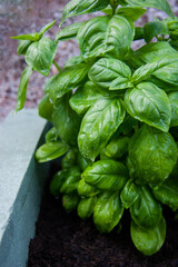 Homegrown organic basil in a planter - sustainable way of homecooking, ecological awareness and healthy living.