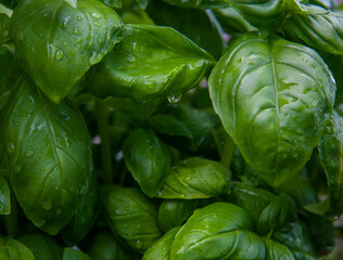 Homegrown organic basil in a planter - sustainable way of homecooking, ecological awareness and healthy living.