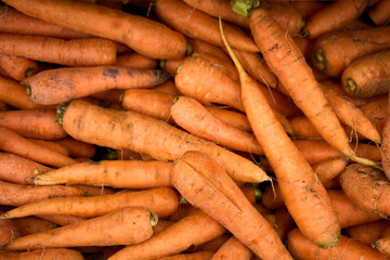 Macro Photo summer food vegetable carrot. Texture background of fresh large orange carrots. Product Image Vegetable Root Carrot