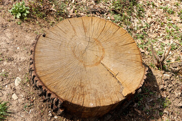 Naklejka premium tree stump with annual rings and cracks