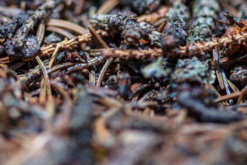 ants in the forest under a tree