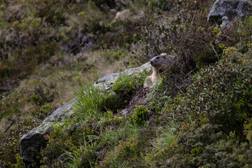 groundhog in the mountains, marmot on gras, Alpine marmots, Marmota marmota in the natural environment. Italy. Dolomites. Cute sit up animal