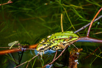Calling pond frog in the water