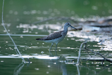 Tringa glareola stands on the shore in the water. Beautiful morning light. The bird has a large beak.