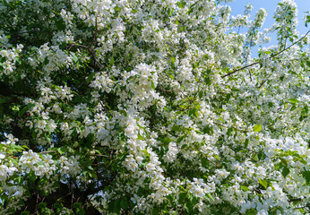 Blooming apple tree. White flowers