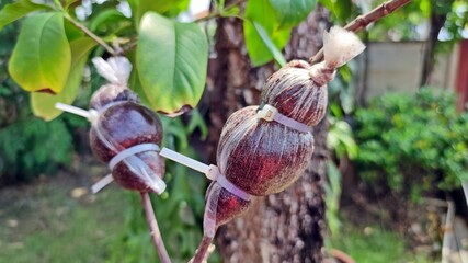 Grafting plant with coconut fiber and plastic bag covered wrapped in cable tie on branch.