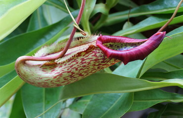 Close up of a red pattern ribs of a carnivorous Pitcher plant