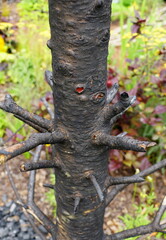 Burned and dark tree branch after a fire