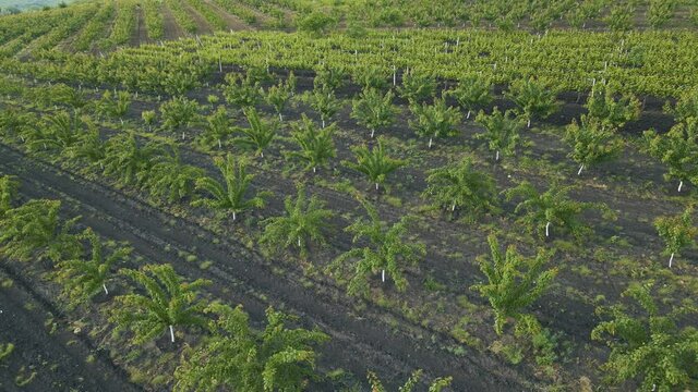 4K aerial view of a young apple orchard from the air in spring. Young seedlings are planted in a row from a bird's-eye view.