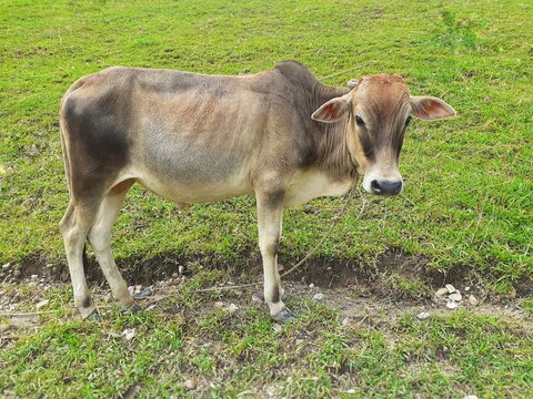 A grey cow with a rope in the neck standing on meadow and looking straight to camera. Indian cow image
