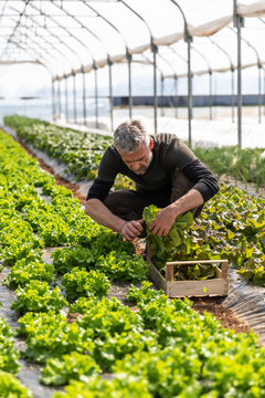 Male farmer harvesting lettuce in crate at greenhouse
