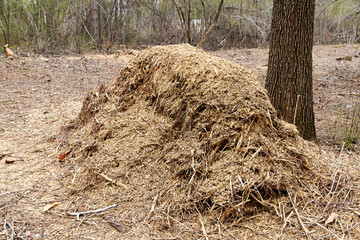 pile of sawdust and scraps of branches after cutting down trees