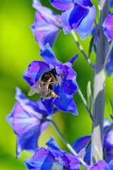 hummel und Rittersporn