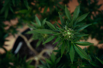 Marijuana With small Cola