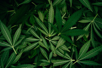 Harvested Marijuana Fan Leafs Background