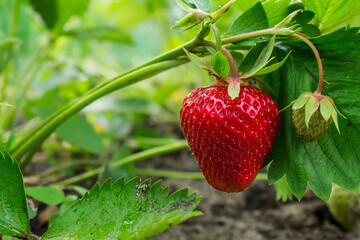 red juicy strawberries grow in a garden bed with green unripe. growing fruits and vegetables.