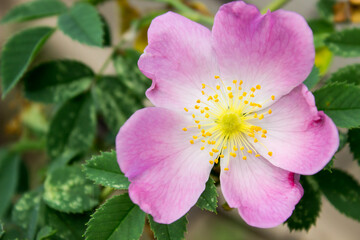 tea pink rose blooms near the fence in the sun. Flowers and gardening