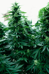 Marijuana Plants Background Vertical