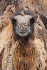 Portrait of a camel in the zoo, full face