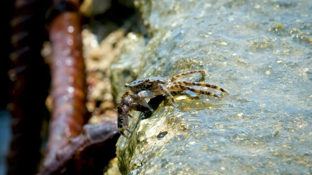 Close up shot of a crab feeding on algae on sea rocks.