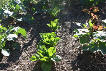 Backyard vegetable garden in the morning sun.