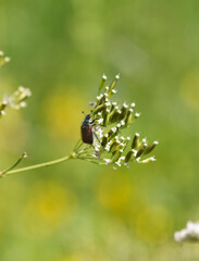 (Phyllopertha horticola)  Hanneton des jardins ou hanneton horticole vu de profil
