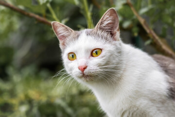A cat in the garden on a blurred background looks intently at the prey. Cat on the hunt