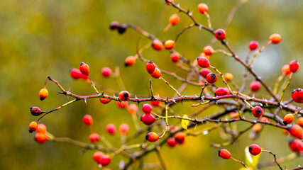Rosehip branch with red berries on a blurred background