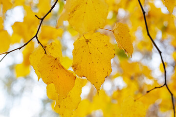 Yellow autumn leaves on a tree branch. Autumn background