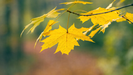 Obraz premium Yellow maple leaves in the forest on a tree on a gentle blurred background