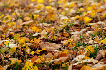 Dry autumn fallen leaves in the forest on the ground