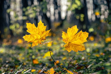 Yellow maple leaves in the forest on a background of trees