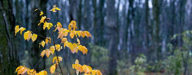 A branch of a tree with yellow leaves in a dark autumn forest