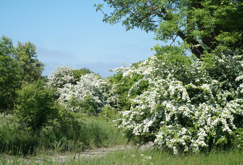 hawthorn blooming white bush in flowers in the park
