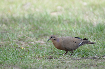 Zenaida Dove