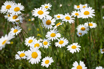 Obraz premium field of daisies