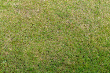 Green grass, empty meadow surface, top view